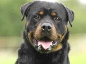 Cachorro raça Rottweiler idade 1 ano nome Airon