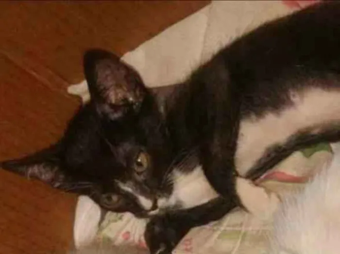 Gato ra a SRD-ViraLata idade 2 a 6 meses nome Andreza