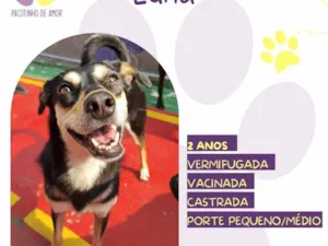 Cachorro raça SRD-ViraLata idade 2 anos nome Luna