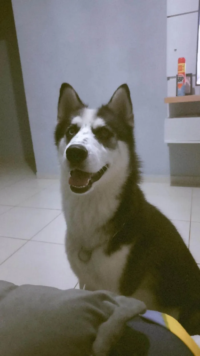 Cachorro ra a Husky Siberiano idade 2 anos nome Aslan