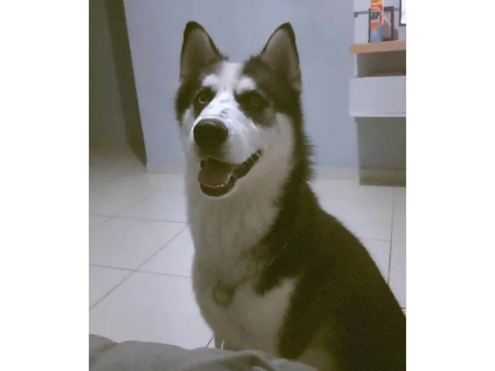 Cachorro ra a Husky Siberiano idade 2 anos nome Aslan