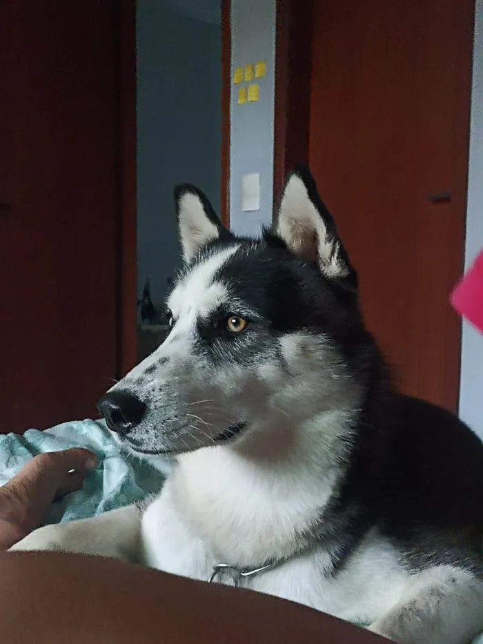 Cachorro ra a Husky Siberiano idade 2 anos nome Aslan