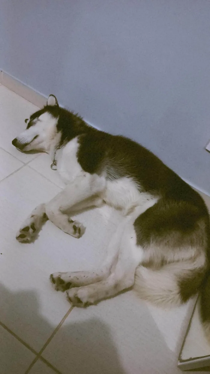 Cachorro ra a Husky Siberiano idade 2 anos nome Aslan