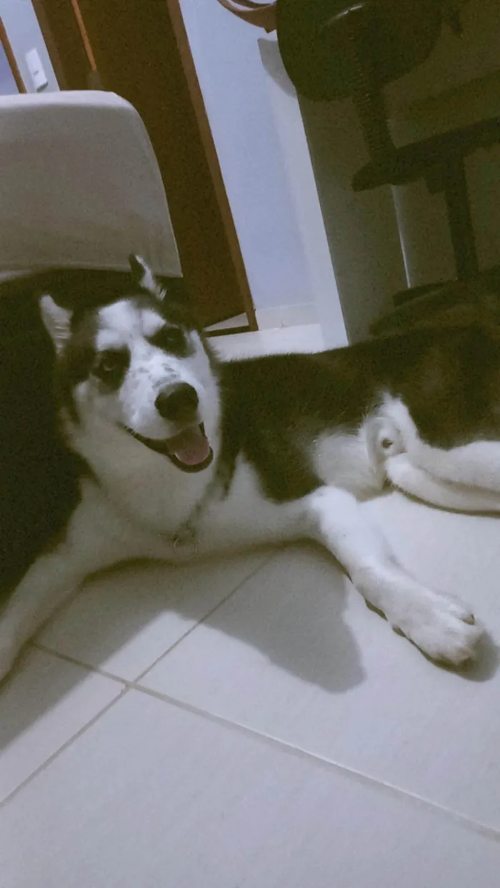 Cachorro ra a Husky Siberiano idade 2 anos nome Aslan