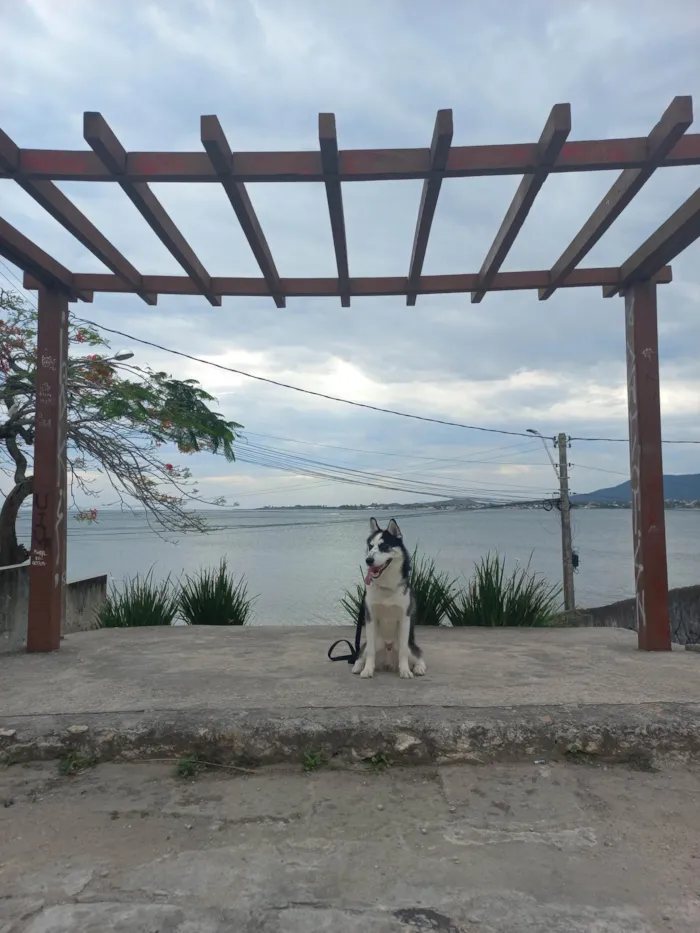 Cachorro ra a Husky Siberiano idade 2 anos nome Aslan