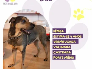 Cachorro raça SRD-ViraLata idade 4 anos nome Luz