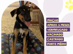 Cachorro raça SRD-ViraLata idade 2 a 6 meses nome Gael