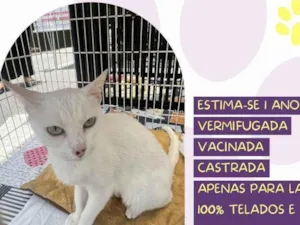 Gato raça SRD-ViraLata idade 1 ano nome Perola