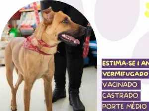 Cachorro raça SRD-ViraLata idade 7 a 11 meses nome Marlin