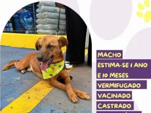 Cachorro raça SRD-ViraLata idade 1 ano nome Ferrugem