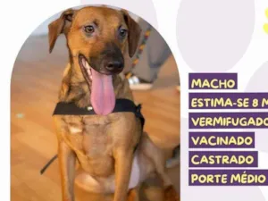 Cachorro raça SRD-ViraLata idade 2 a 6 meses nome Gustavo