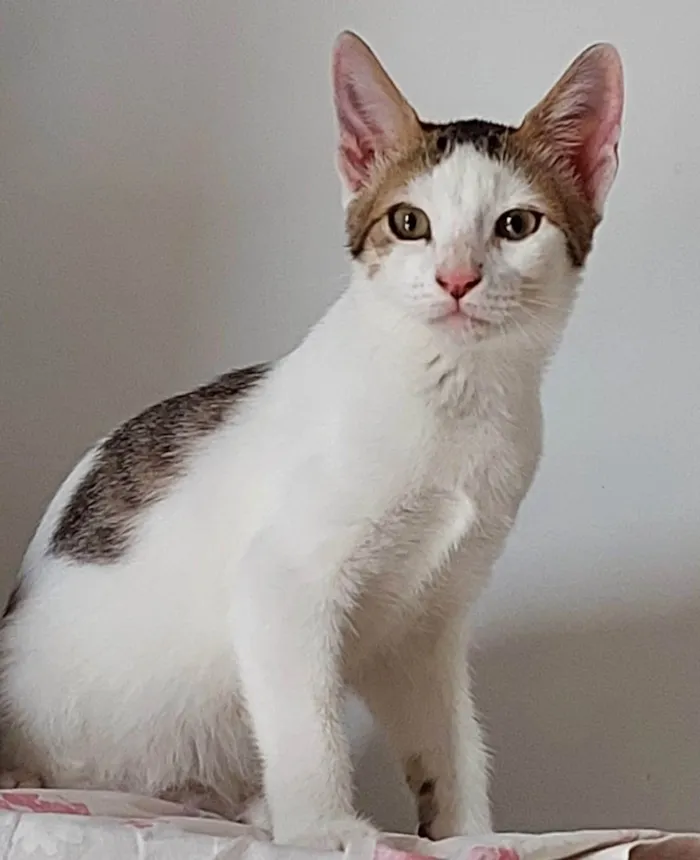 Gato ra a SRD-ViraLata idade 2 a 6 meses nome Bonita 