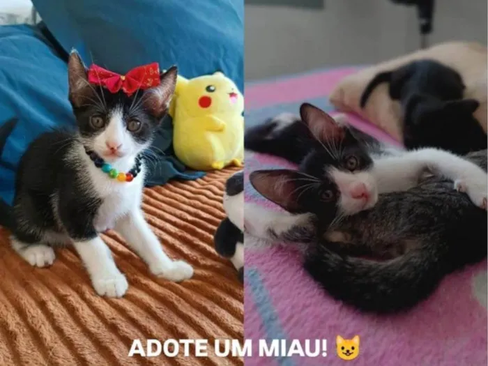 Gato ra a SRD-ViraLata idade 2 a 6 meses nome Minji