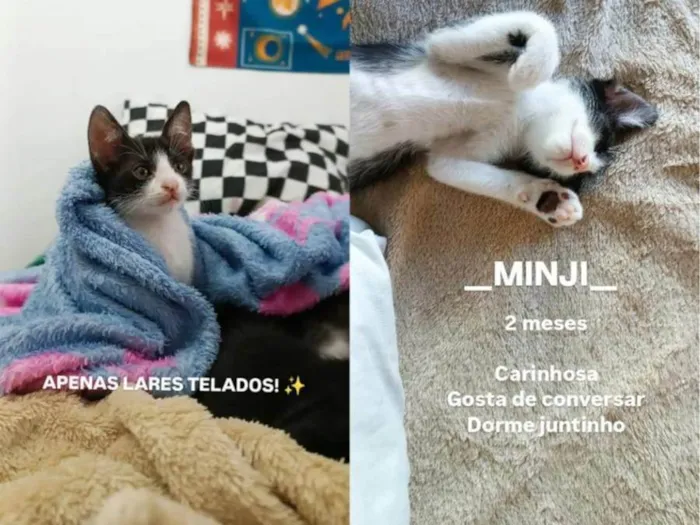 Gato ra a SRD-ViraLata idade 2 a 6 meses nome Minji