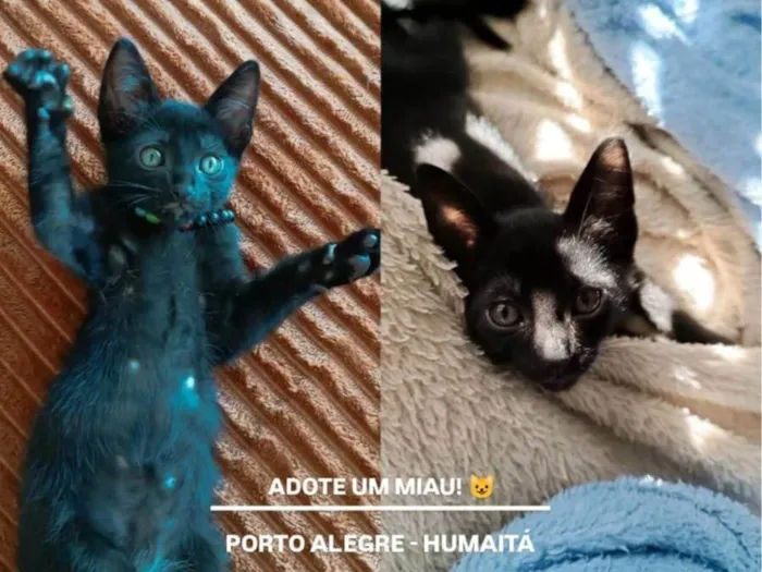 Gato ra a SRD-ViraLata idade 2 a 6 meses nome Kook