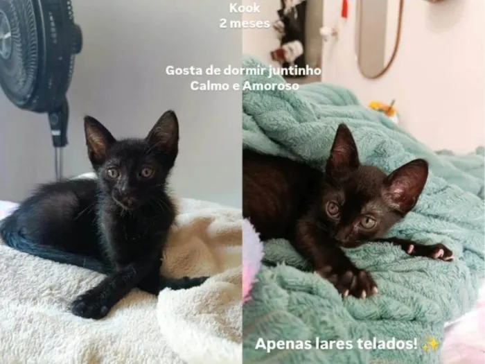 Gato ra a SRD-ViraLata idade 2 a 6 meses nome Kook