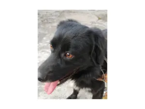 Cachorro raça SRD-ViraLata idade 4 anos nome Theo