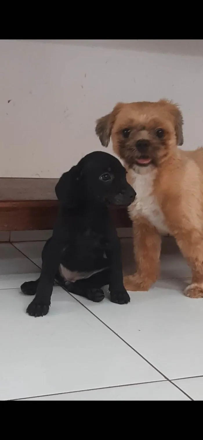 Cachorro ra a SRD-ViraLata idade Abaixo de 2 meses nome Sem nome 