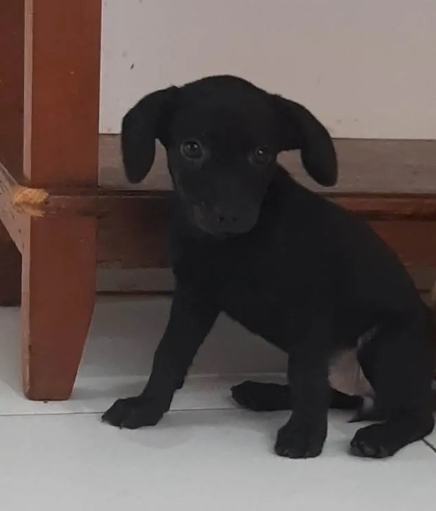 Cachorro ra a SRD-ViraLata idade Abaixo de 2 meses nome Sem nome 