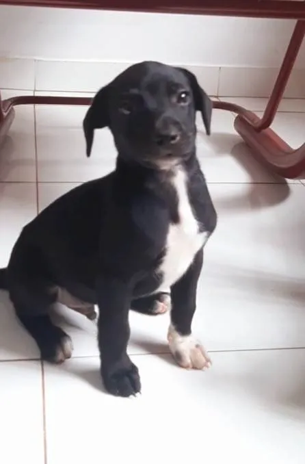 Cachorro ra a SRD-ViraLata idade Abaixo de 2 meses nome Sem nome 