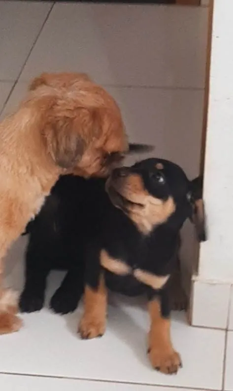 Cachorro ra a SRD-ViraLata idade Abaixo de 2 meses nome Sem nome 