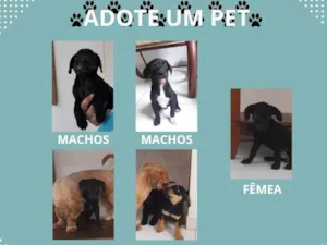 Cachorro raça SRD-ViraLata idade Abaixo de 2 meses nome Sem nome 