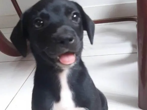 Cachorro ra a SRD-ViraLata idade Abaixo de 2 meses nome Sem nome 