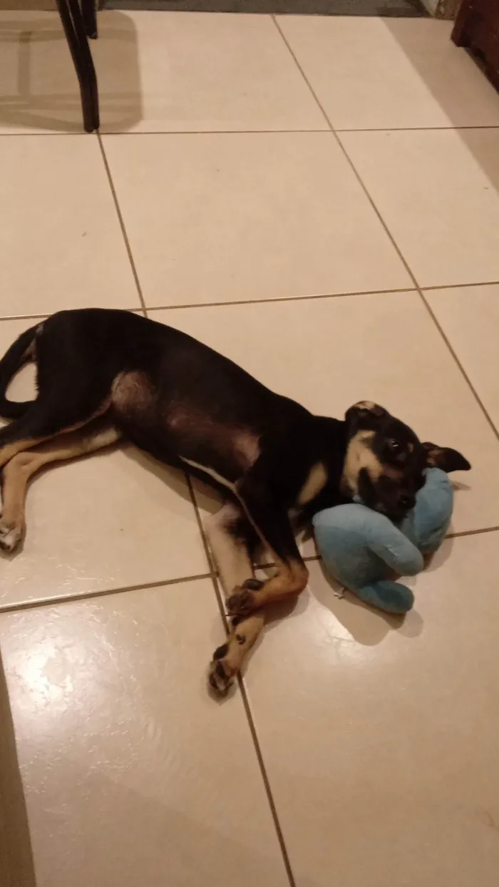 Cachorro ra a SRD-ViraLata idade 2 a 6 meses nome Luna