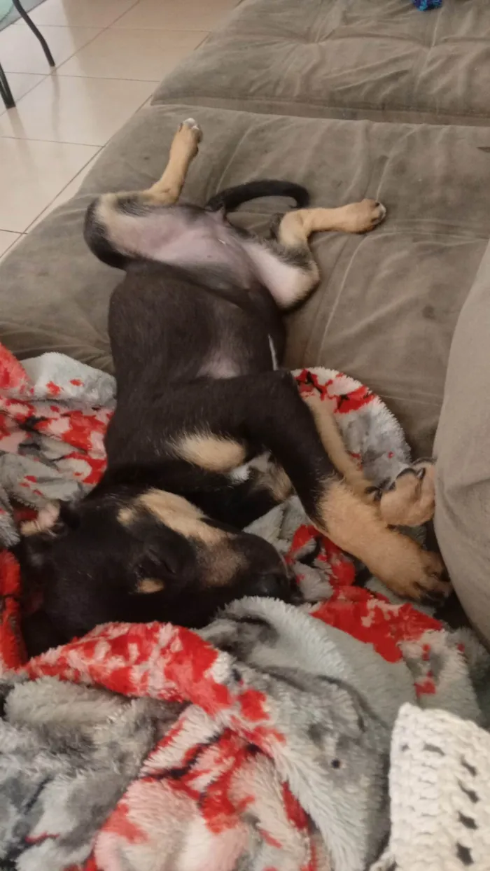 Cachorro ra a SRD-ViraLata idade 2 a 6 meses nome Luna