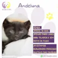 Andeluna 