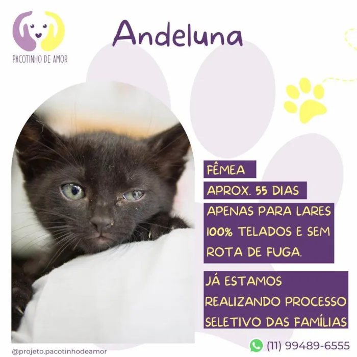 Gato ra a SRD-ViraLata idade Abaixo de 2 meses nome Andeluna 