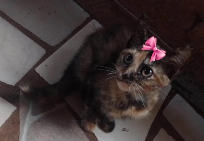 Gato ra a SRD-ViraLata idade Abaixo de 2 meses nome Nina