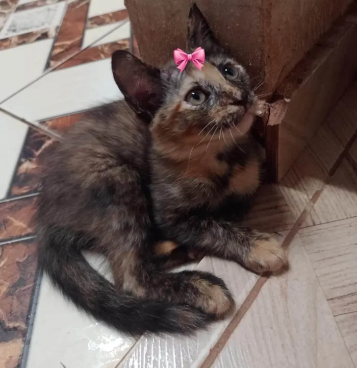 Gato ra a SRD-ViraLata idade Abaixo de 2 meses nome Nina