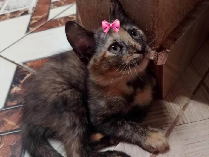Gato ra a SRD-ViraLata idade Abaixo de 2 meses nome Nina
