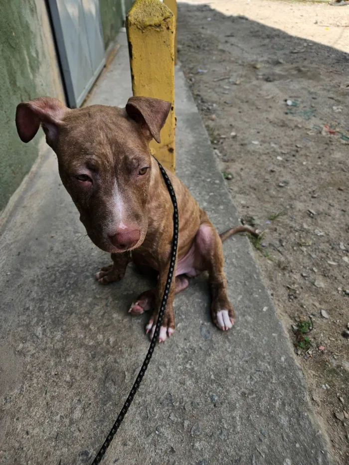 Cachorro ra a Pit-Bull idade 2 a 6 meses nome Trovão 