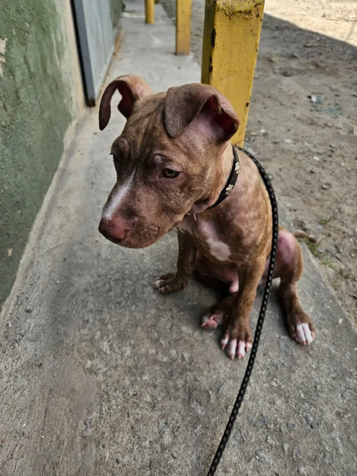 Cachorro ra a Pit-Bull idade 2 a 6 meses nome Trovão 