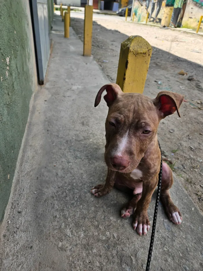 Cachorro ra a Pit-Bull idade 2 a 6 meses nome Trovão 