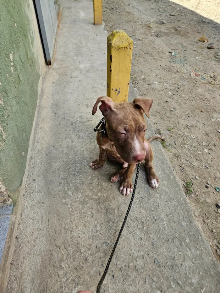 Cachorro ra a Pit-Bull idade 2 a 6 meses nome Trovão 