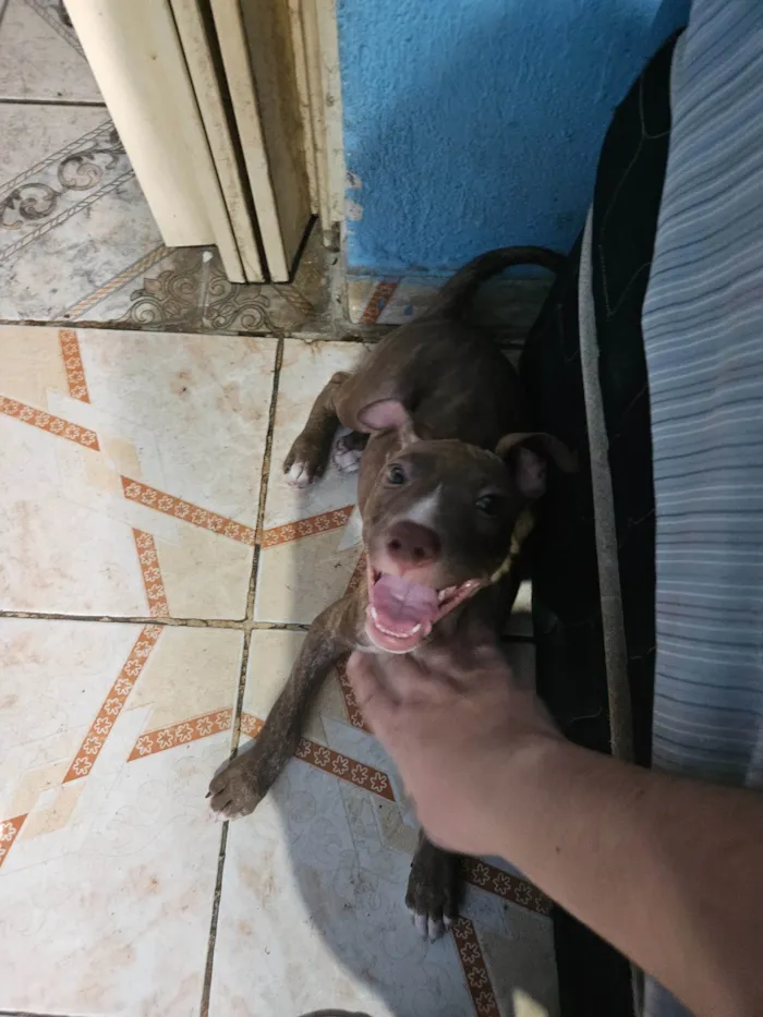 Cachorro ra a Pit-Bull idade 2 a 6 meses nome Trovão 