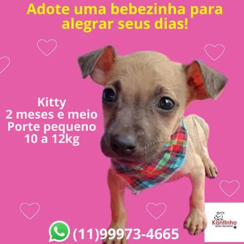 Cachorro ra a SRD-ViraLata idade 2 a 6 meses nome Kitty