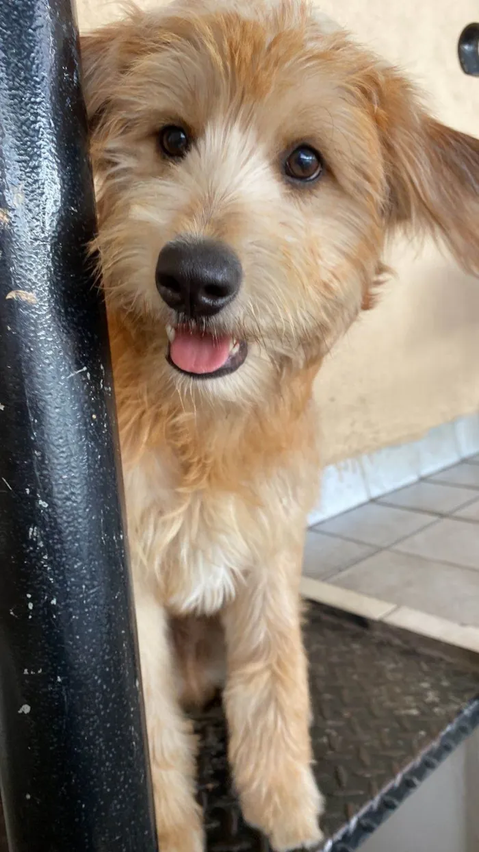 Cachorro ra a SRD-ViraLata idade 1 ano nome Sem nome 