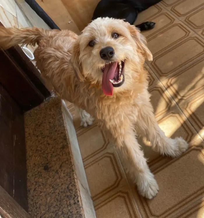 Cachorro ra a SRD-ViraLata idade 1 ano nome Sem nome 