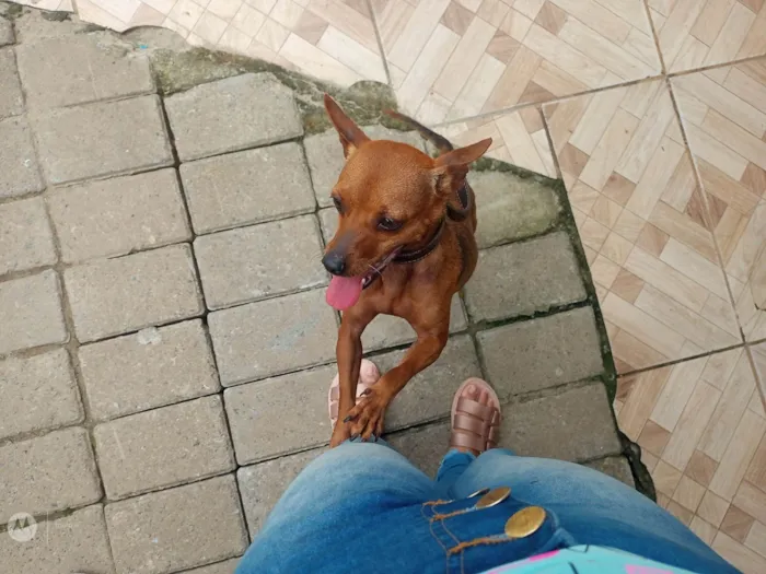 Cachorro ra a Pinscher idade 3 anos nome Pischer numero 2 femea