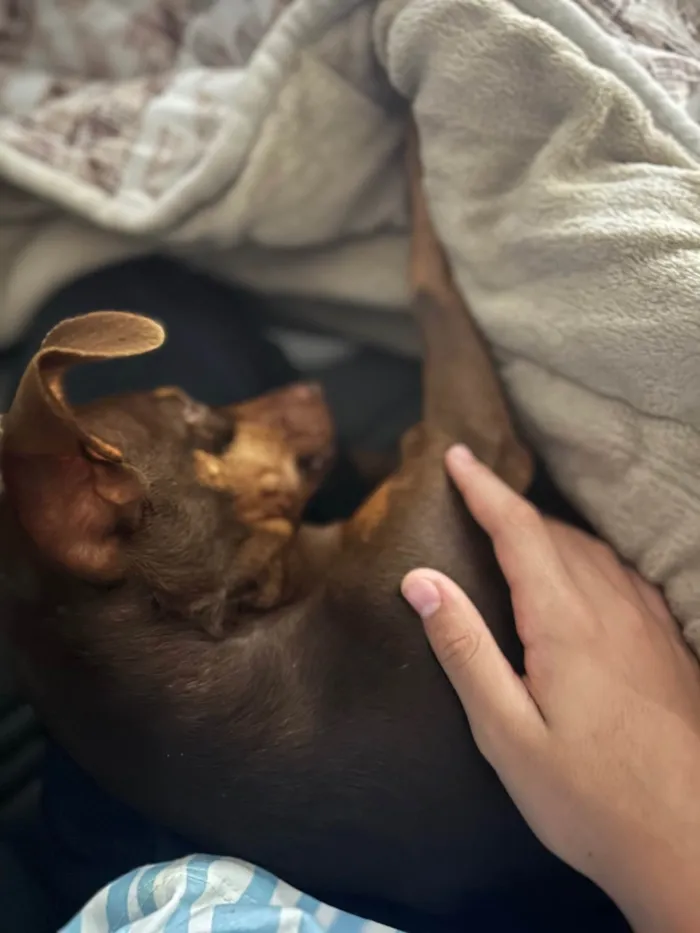 Cachorro ra a SRD-ViraLata idade 2 a 6 meses nome Cacau