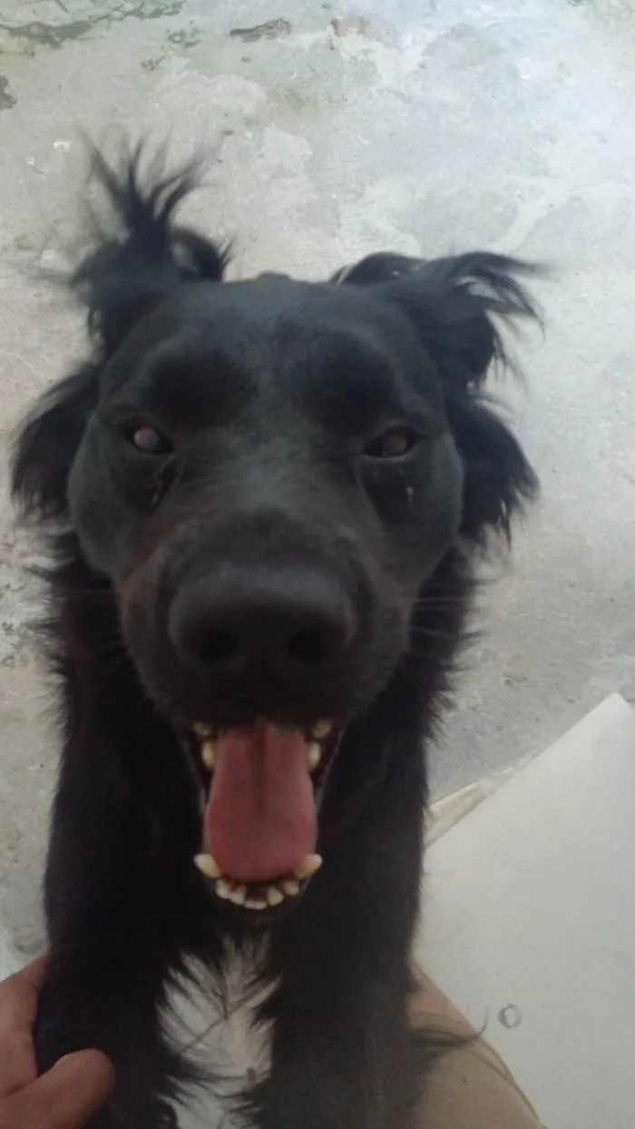 Cachorro ra a SRD-ViraLata idade 3 anos nome Nego