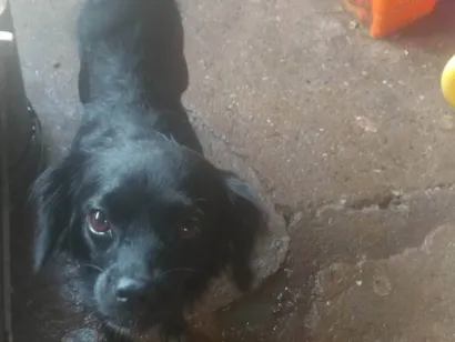 Cachorro raça SRD-ViraLata idade 3 anos nome Bibinha 