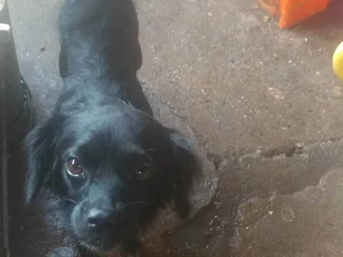 Cachorro ra a SRD-ViraLata idade 3 anos nome Bibinha 