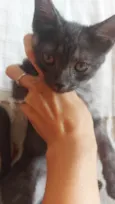 Gatinho degradê