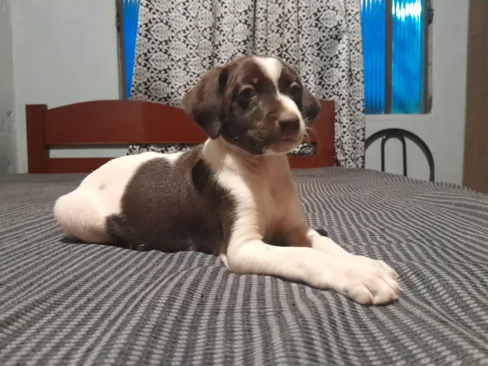 Cachorro ra a SRD-ViraLata idade Abaixo de 2 meses nome N tem nome ainda 