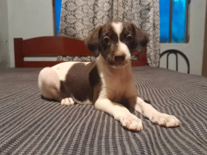 Cachorro ra a SRD-ViraLata idade Abaixo de 2 meses nome N tem nome ainda 